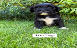 Portuguese Water Dog dogs for sale: 5 beautiful PWD babies for sale - Image 3