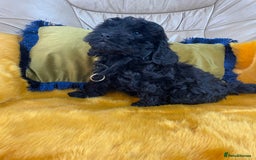 Cockapoo dogs for sale: F1 Cockapoo boys and girls - Image 3