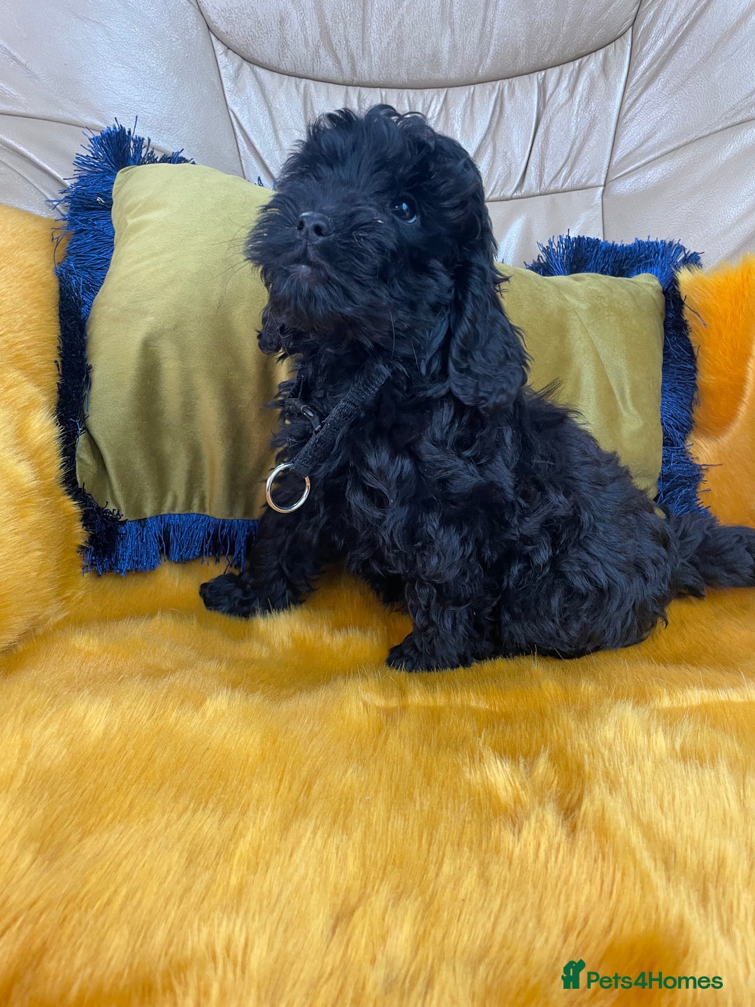 Cockapoo dogs for sale: F1 Cockapoo boys and girls - Image 3