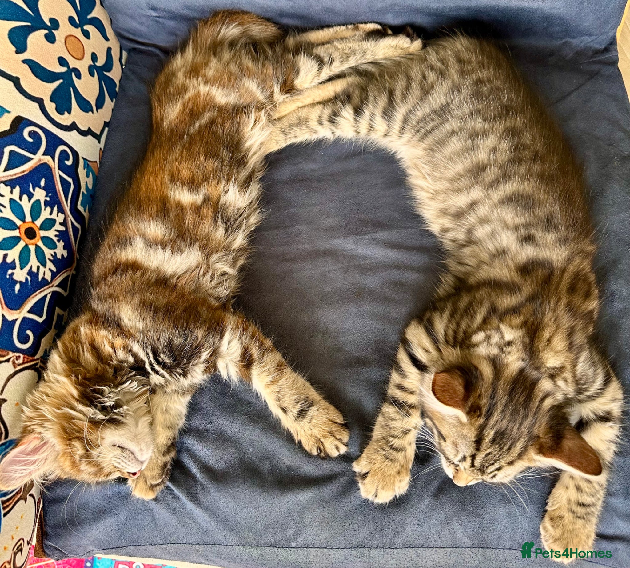 Mixed Breed cats Amiable mixed kittens:  - Advert 2