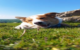 Border Collie dogs for stud: Welsh Border collie for stud  - Image 7