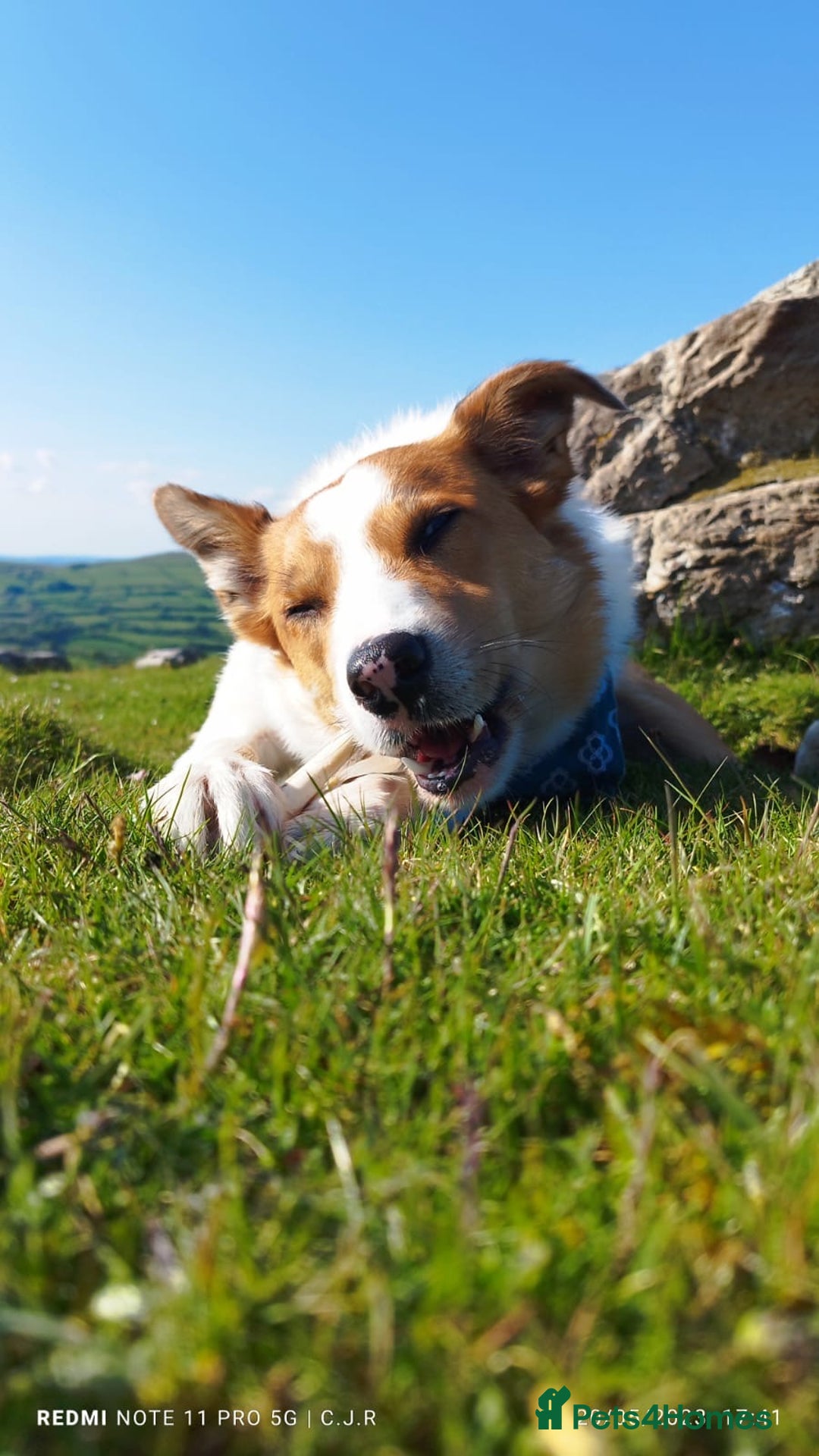 Border Collie dogs for stud: Welsh Border collie for stud  - Image 7