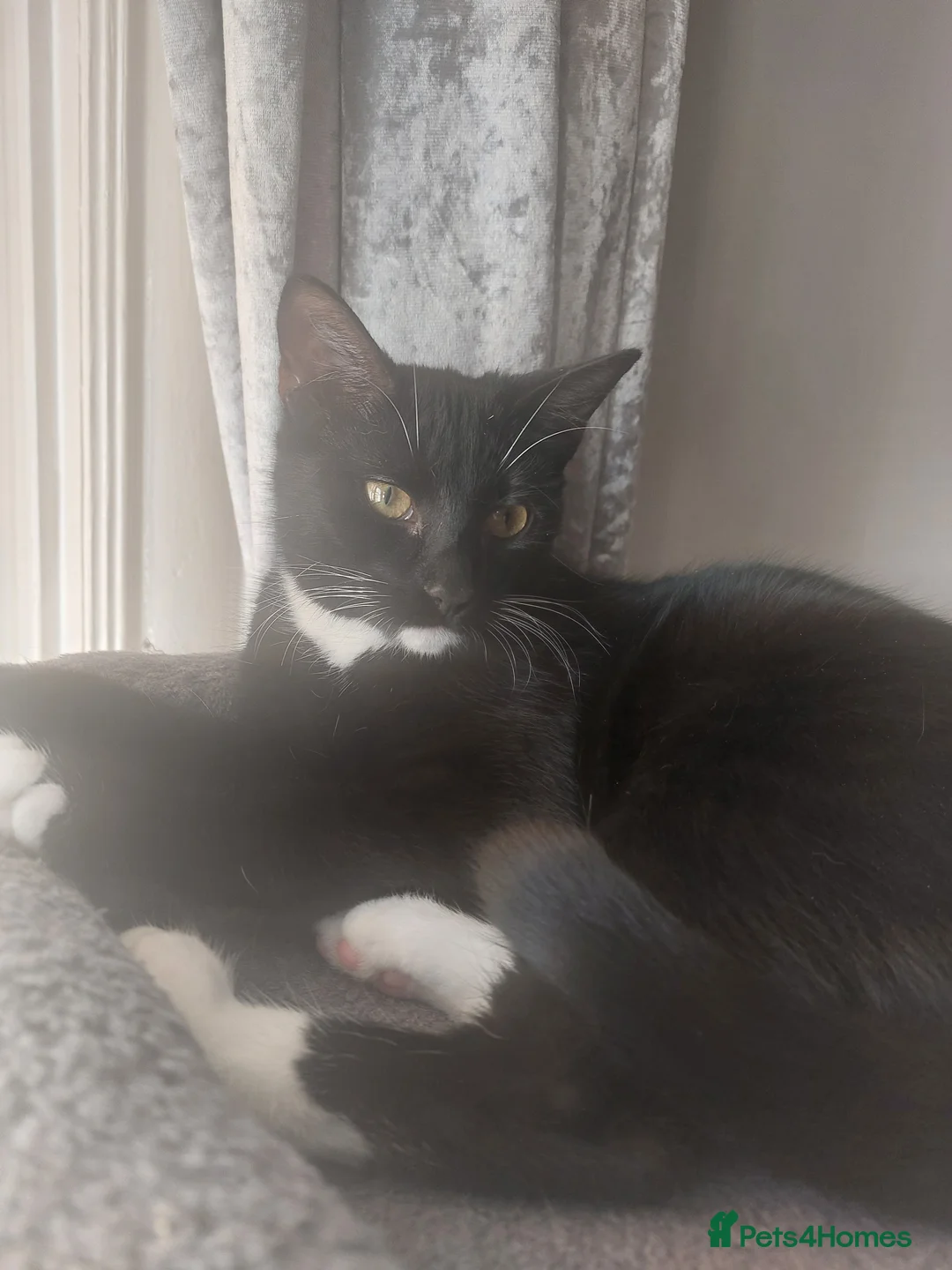 Mixed Breed cats for sale: Black and white female for loving home  - Advert 2