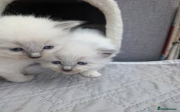 Ragdoll cats for sale: Ragdoll - home reared kittens - Image 27