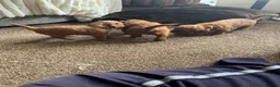 Toy Poodle dogs for sale: Beautiful toy poodles  - Advert 9