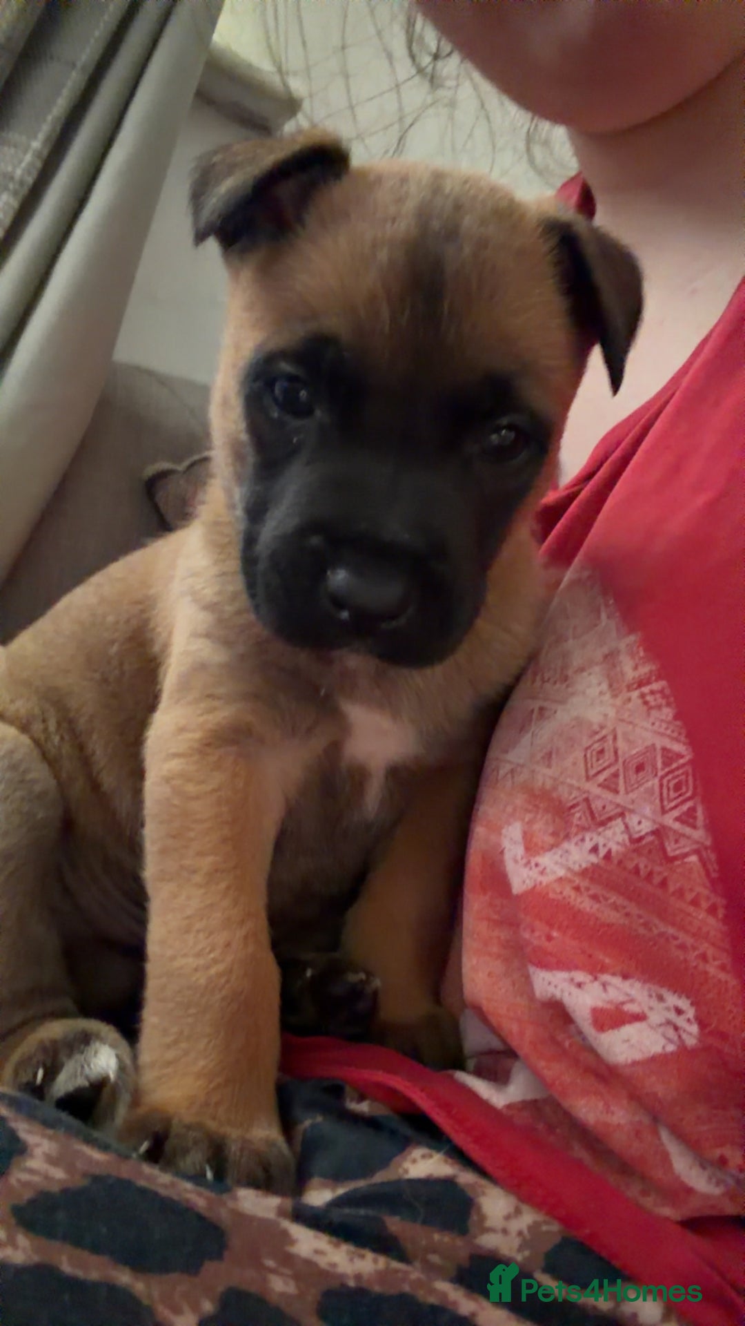 Mixed Breed dogs for sale: Belgian Malinois  - Advert 5
