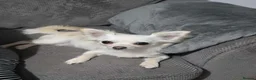 Chihuahua dogs for sale: Chihuahua puppies  - Advert 13