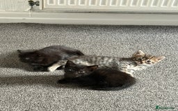 Mixed Breed cats for sale: Baby ready to go - Image 1
