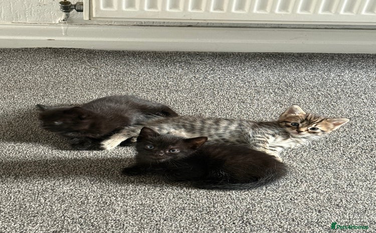 Mixed Breed cats - Advert 1
