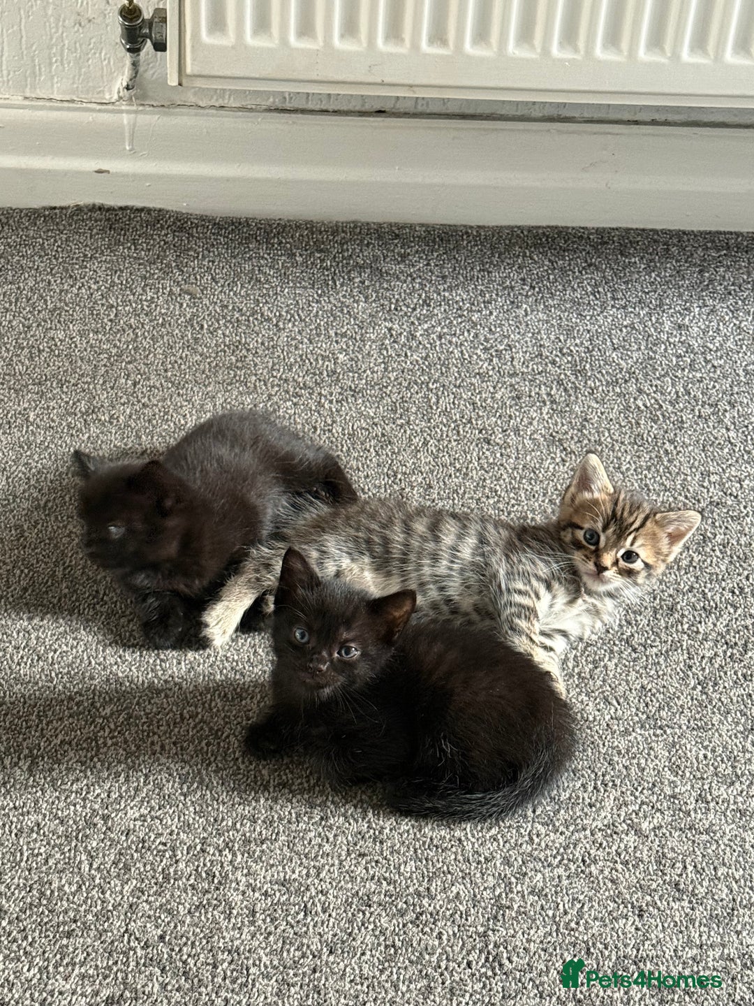 Mixed Breed cats for sale: Baby ready to go - Image 1