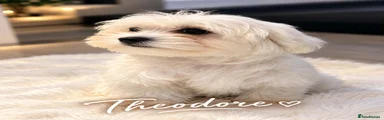 Maltese 1
