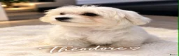 Maltese dogs for sale: Mini Maltese puppies for sale - Advert 4
