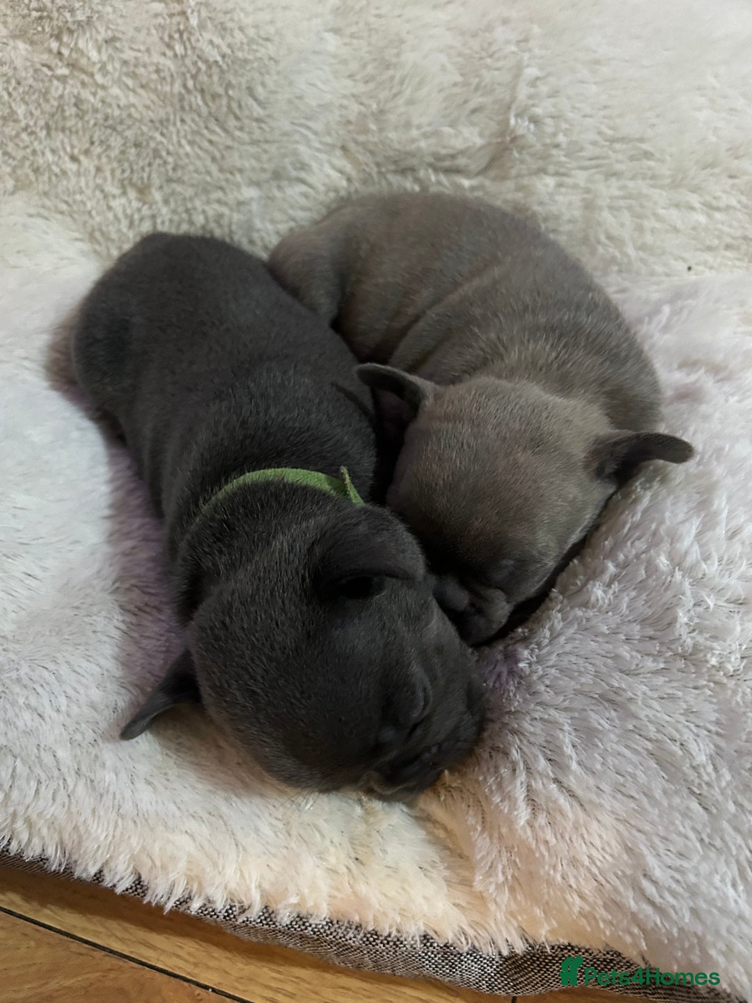 French Bulldog dogs for sale: Top quality French bulldog pups - Advert 11