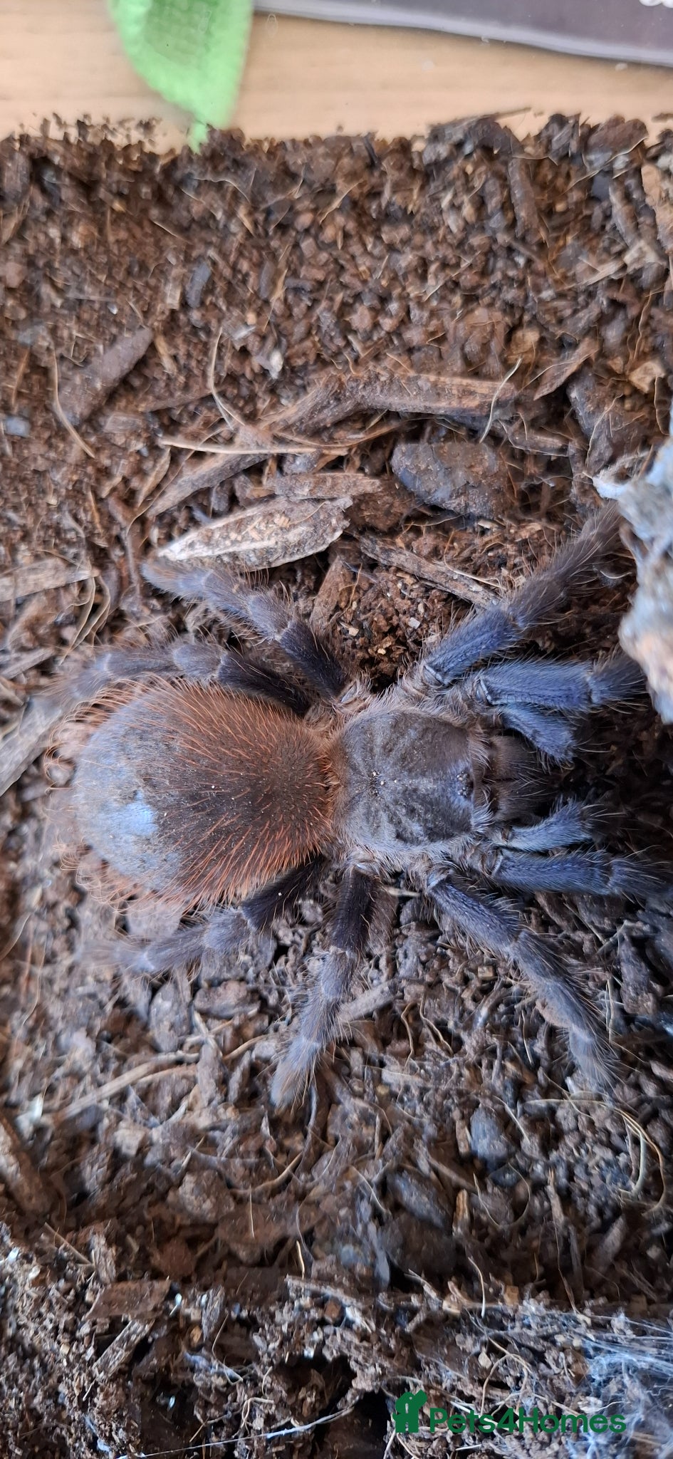 Tarantulas invertebrates Lasiocyano sazmai Brazilian blue and enclosure - Advert 13