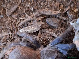 Tarantulas invertebrates Lasiocyano sazmai Brazilian blue and enclosure - Advert 13