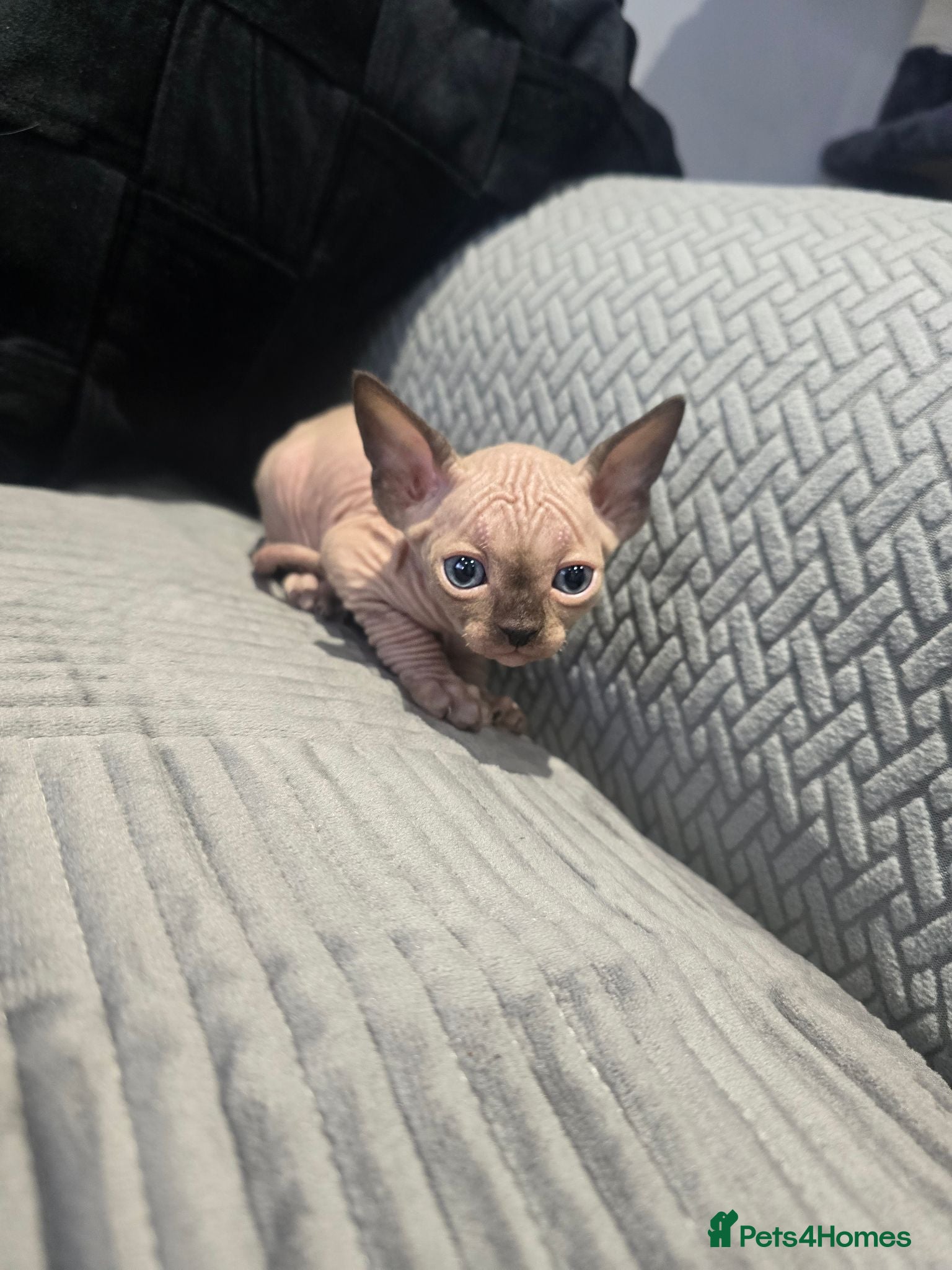 Sphynx cats SPHYNX 😸 TICA ♥️ TESTED 🩵 SPHYNX KITTENS  - Advert 1