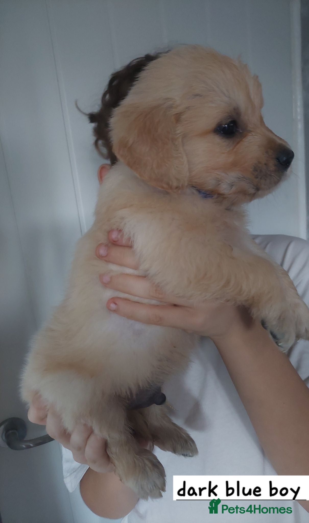 Golden Retriever dogs Beautiful kc registered golden retriever puppies  - Advert 2