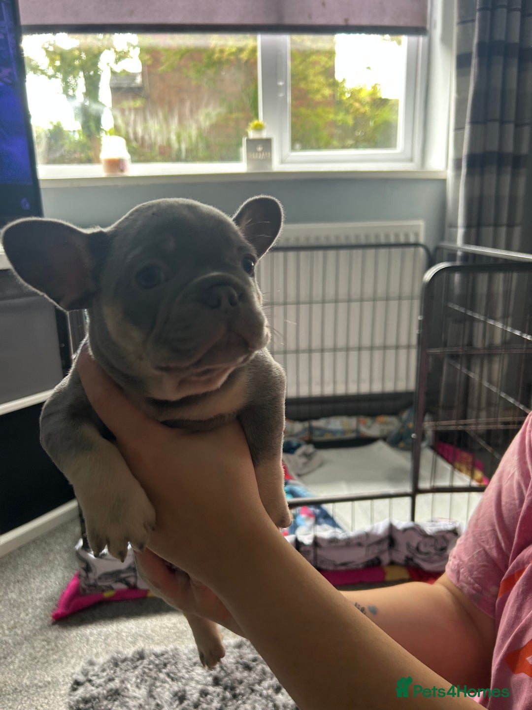 French Bulldog dogs for sale: Two stunning lilac and tan frenchies - Image 3