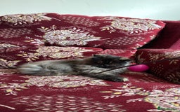 Finches birds for sale: Female persian girl  in Preston - Image 2