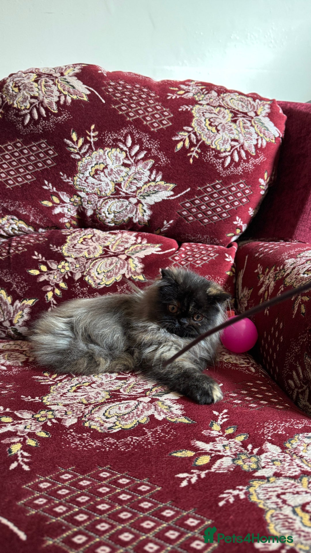Finches birds for sale: Female persian girl  in Preston - Image 2
