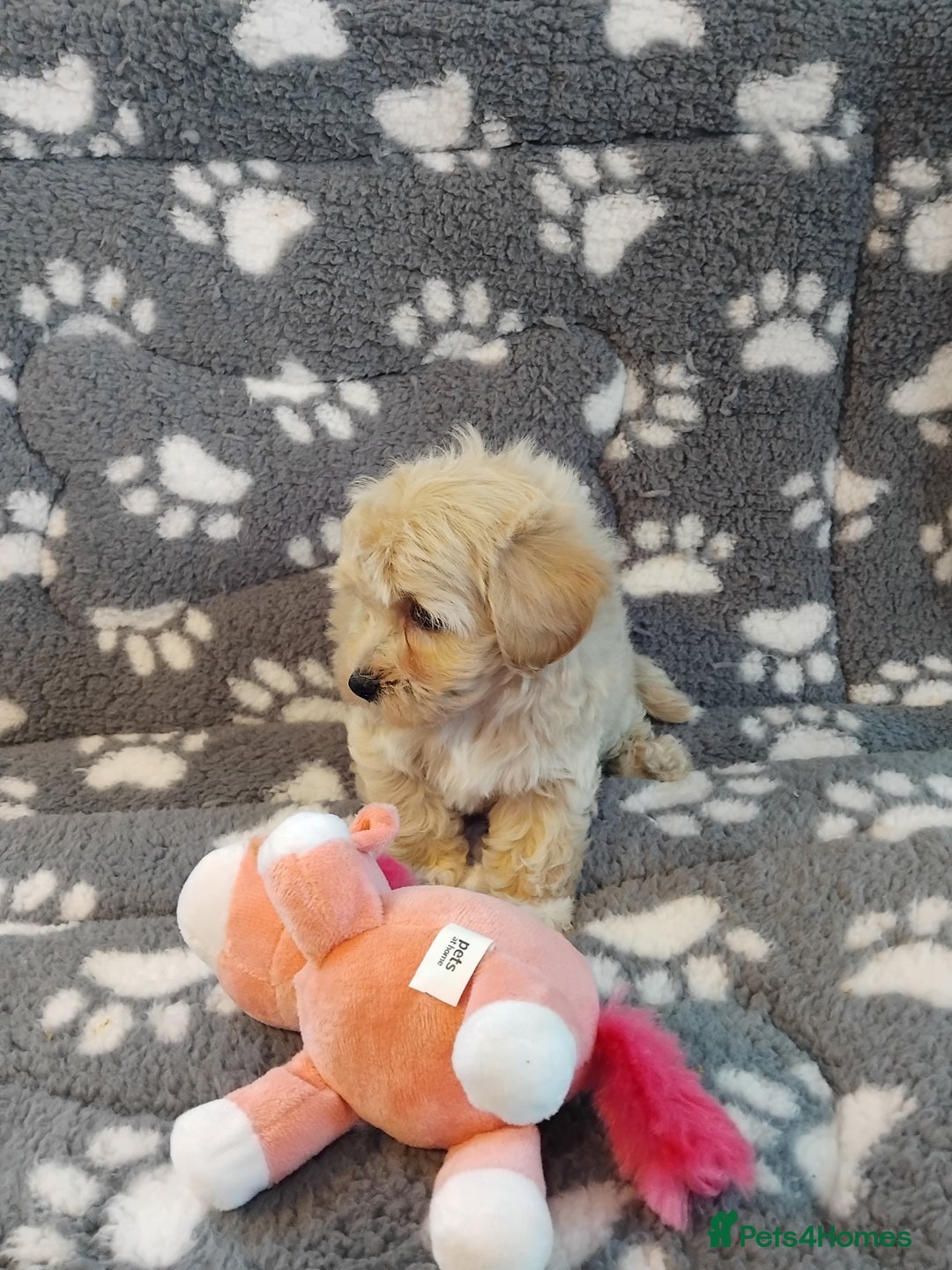 Maltipoo dogs for sale: Maltipoo puppies  - Advert 23