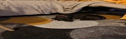 Mixed Breed dogs for sale: Lurcher puppy in Tamworth - Advert 4