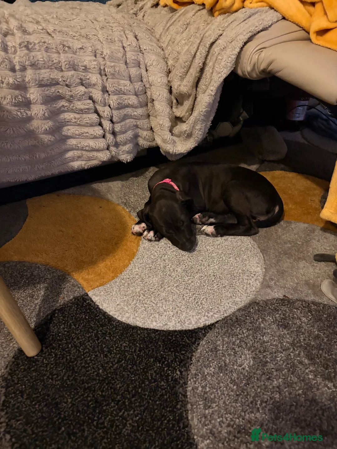 Mixed Breed dogs for sale: Lurcher puppy in Tamworth - Advert 4