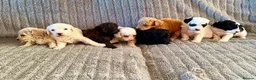 Poochon dogs for sale: 6 Poochon Pups For Sale  - Advert 3