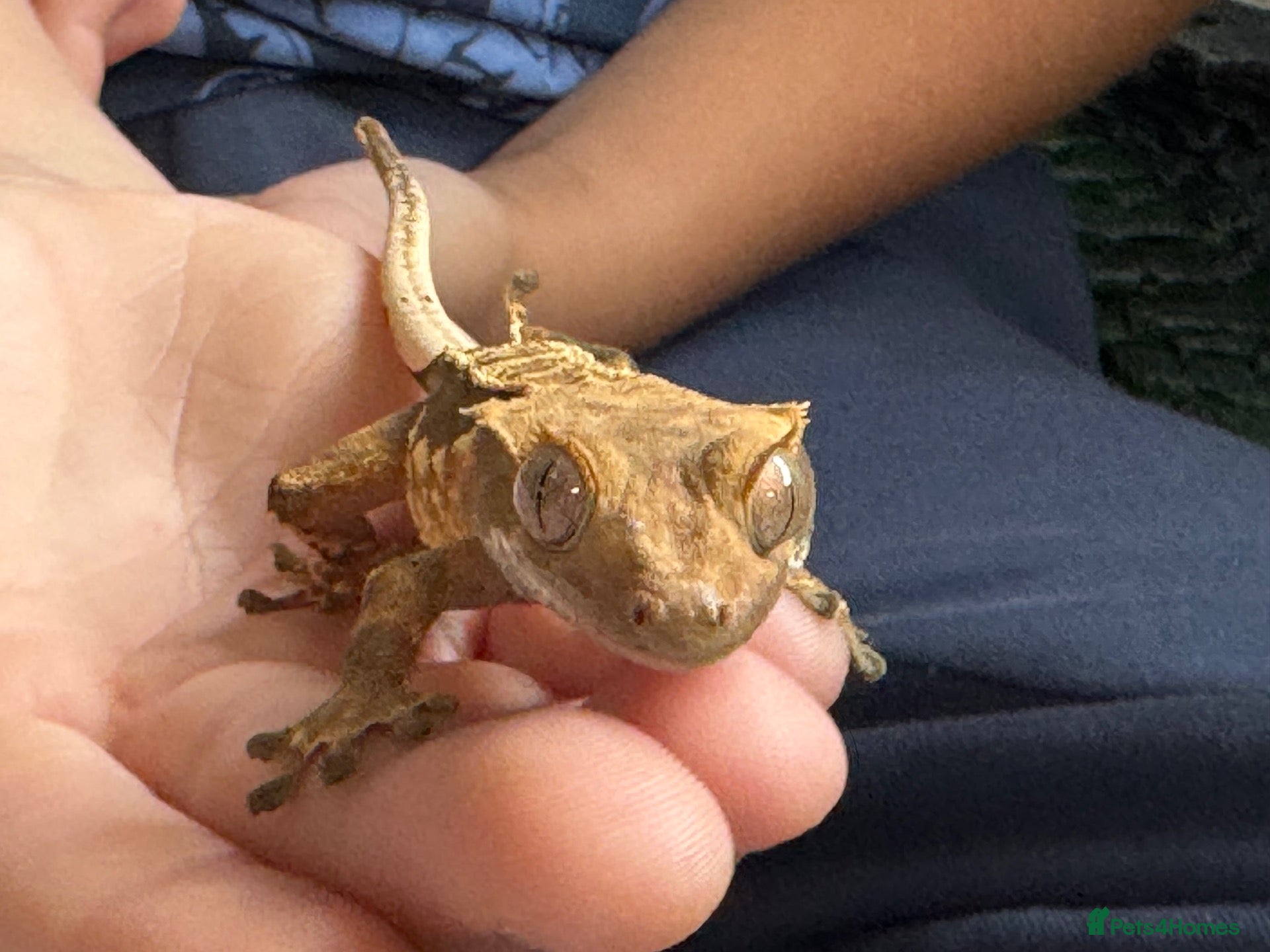 Leopard Gecko reptiles Leopard Gecko approx 18 months old  - Advert 2