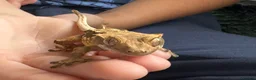 Leopard Gecko reptiles for sale: Crested Gecko approx 18 months old  - Advert 1