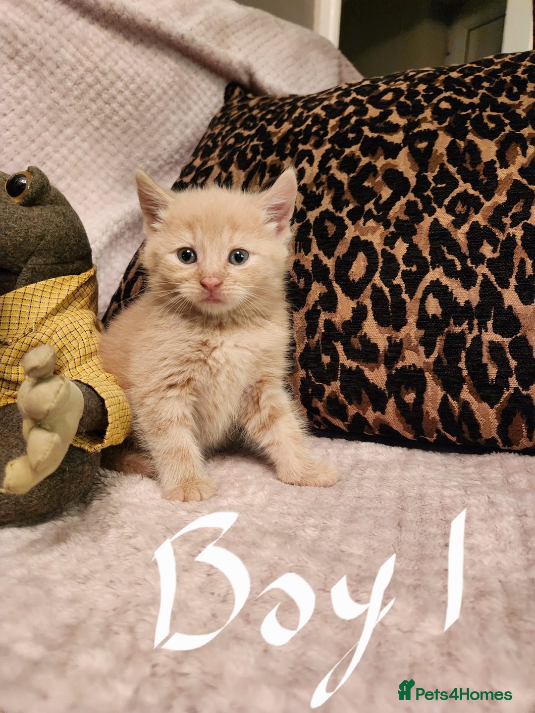 Maine Coon cats for sale: Beautiful Maine Coon kittens  - Advert 3