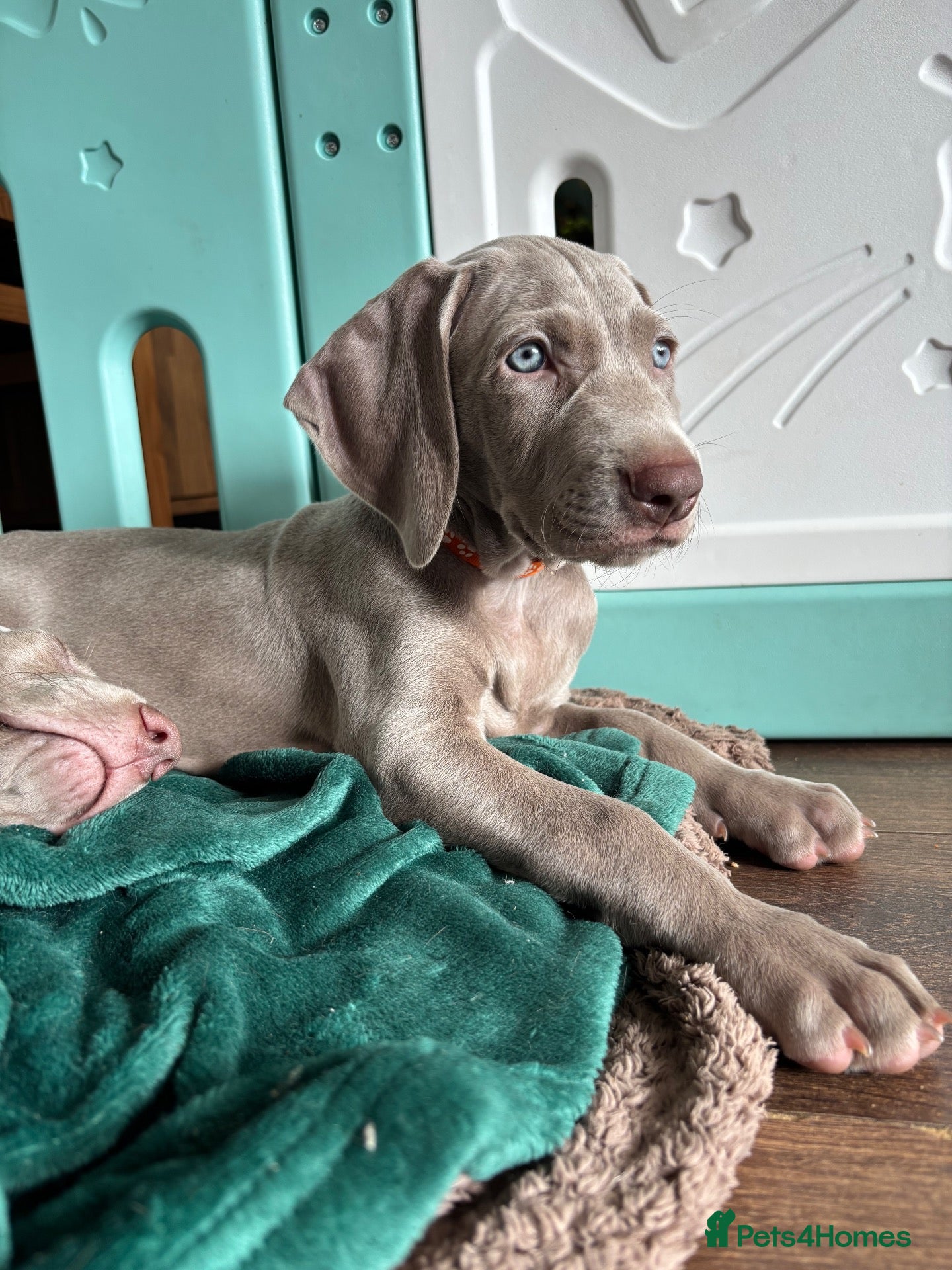 Weimaraner dogs 🥰🩷5girls ready for their forever homes KC  - Advert 2