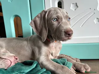 Weimaraner dogs 🥰🩷5girls ready for their forever homes KC - Advert 2