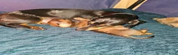 Miniature Dachshund dogs for sale: Miniature Daschund  - Advert 4