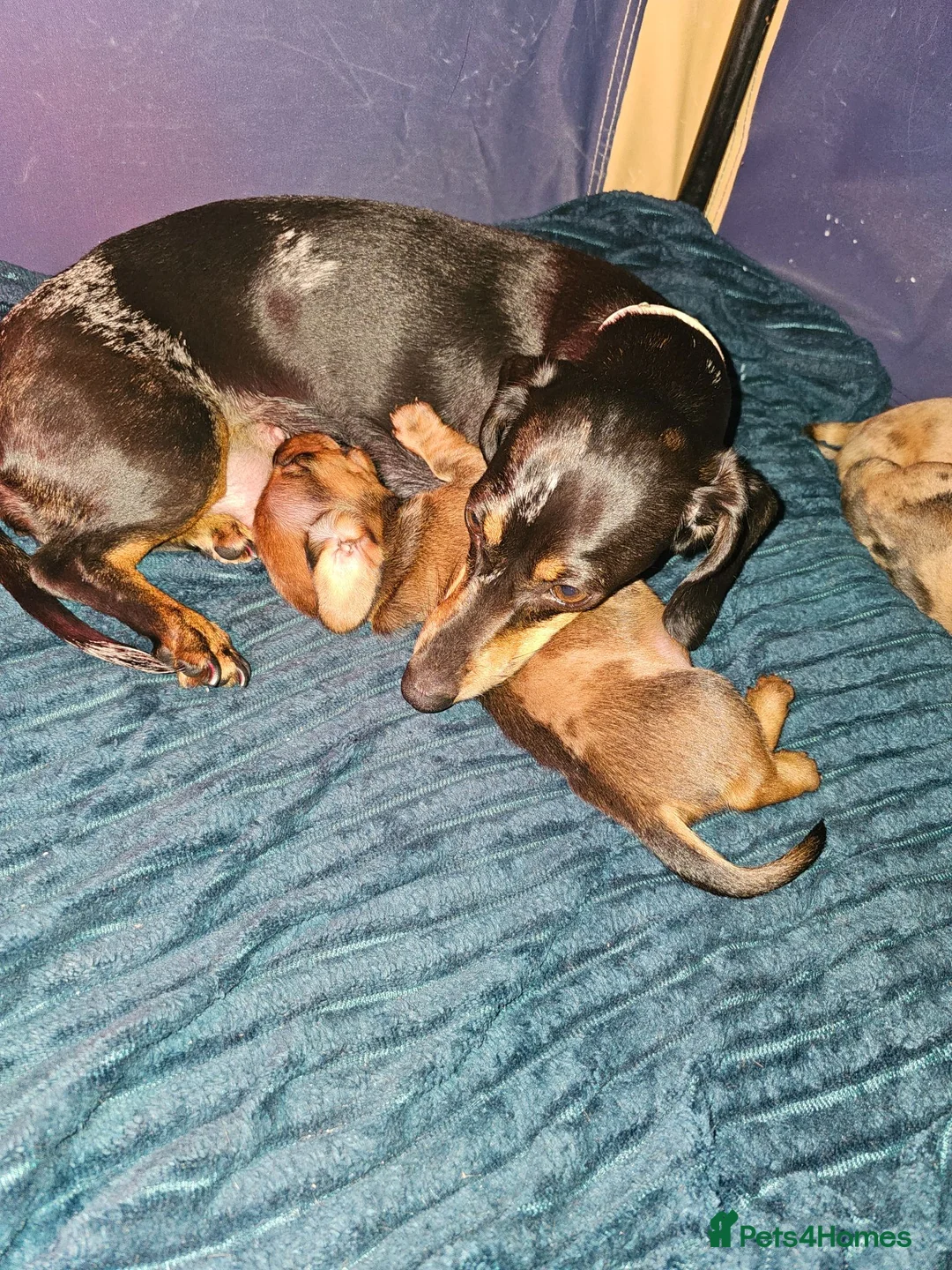 Miniature Dachshund dogs for sale: Miniature Daschund  - Advert 4