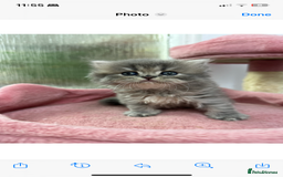 Scottish Fold cats for sale: Lovely kitten Highland delivery only Scotland Xx - Image 14