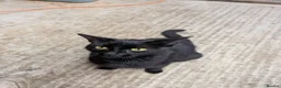 Mixed Breed cats for sale: 😺8 Stunning Tortoiseshell Kittens Finding Homes❤️ - Advert 20