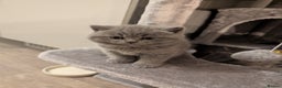 British Shorthair cats for sale: Adorable purebred British shorthair kittens - Advert 2
