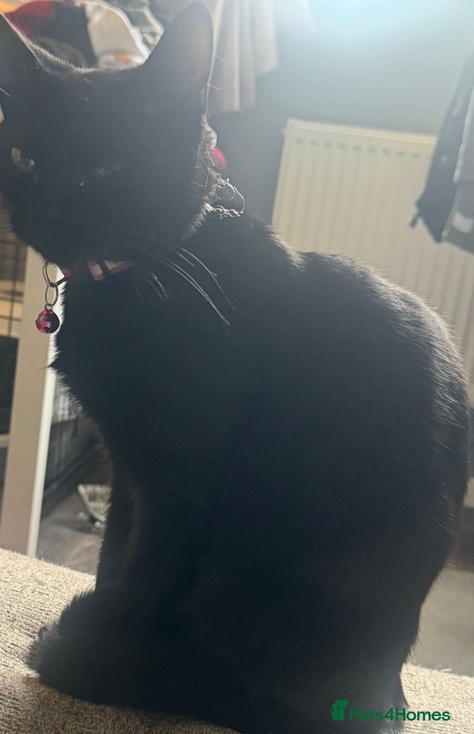 British Shorthair cats for sale: lovely kittens ready to go to their new home - Advert 9