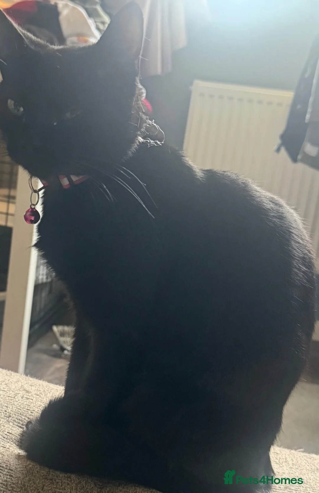 British Shorthair cats for sale: lovely kittens ready to go to their new home in Peterborough - Advert 1