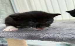 Domestic Shorthair cats for sale: Black and white kittens for sale in Manchester  - Image 4