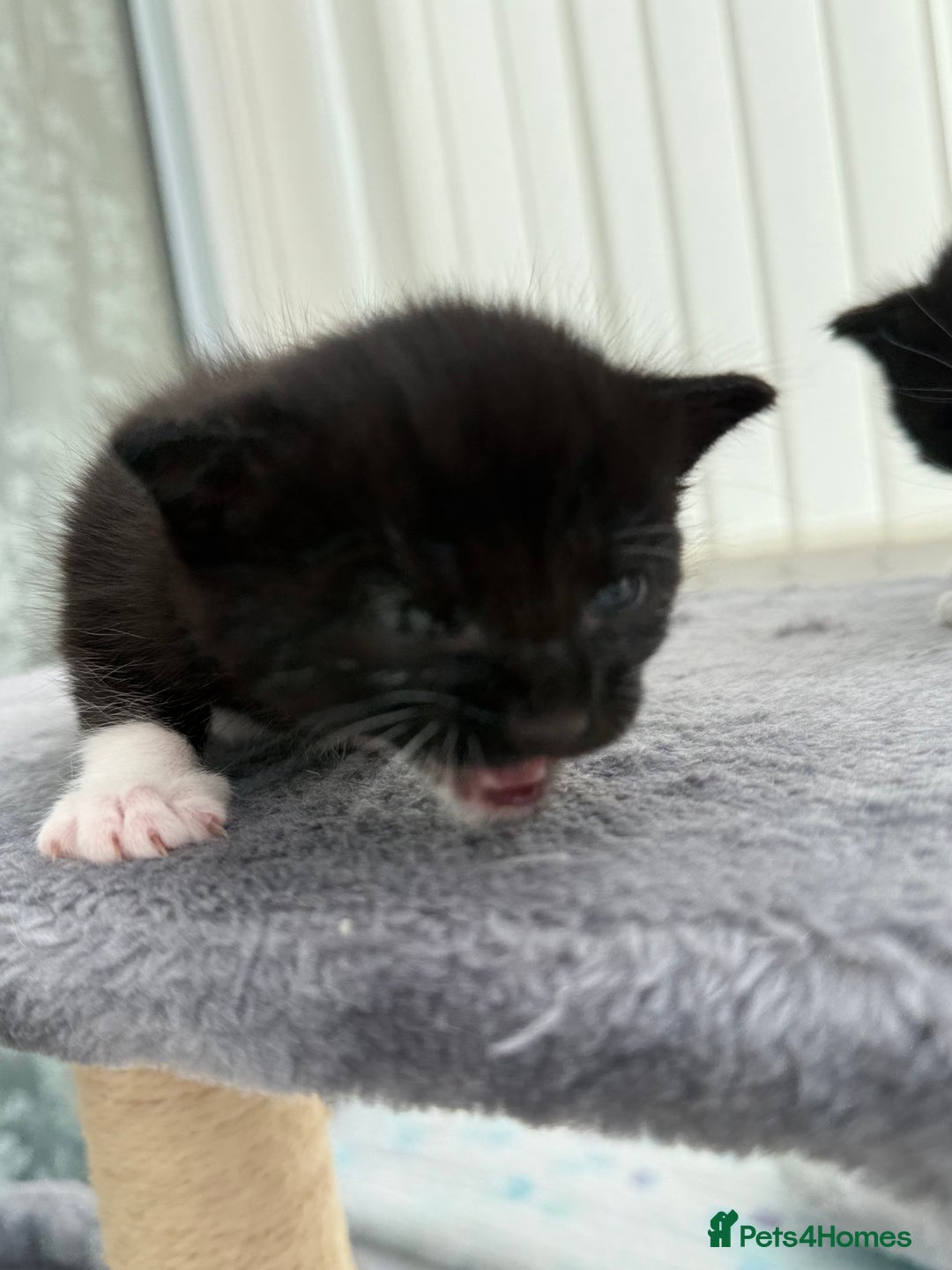Domestic Shorthair cats for sale: Black and white kittens for sale in Manchester  - Image 4
