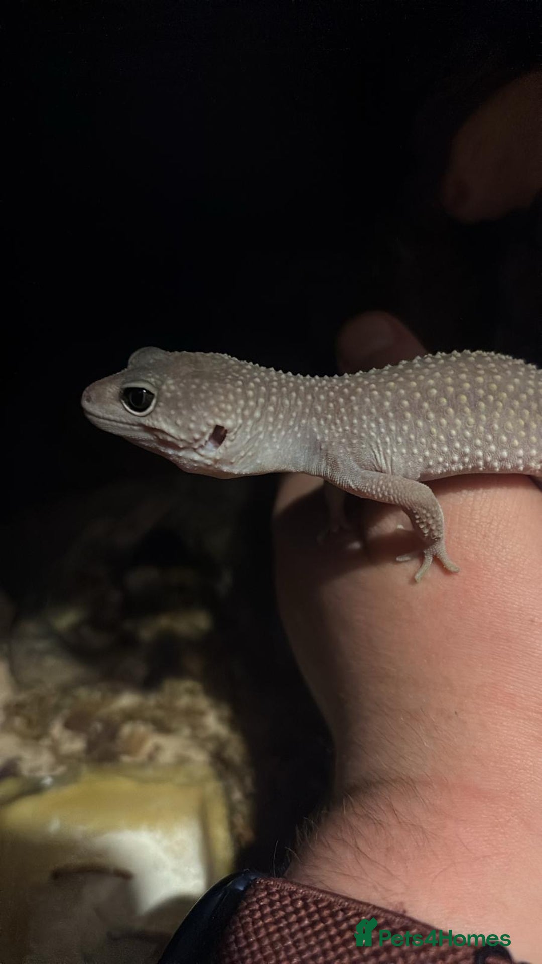Leopard Gecko reptiles for sale: Young leopard gecko with full set up - Advert 3