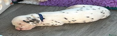 Dalmatian Puppy 4
