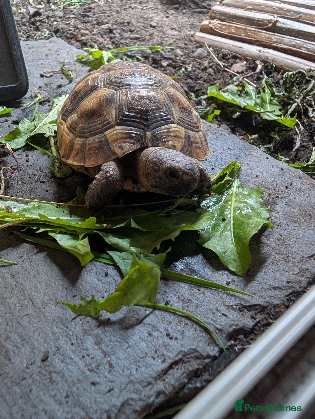 Tortoise reptiles for sale: Spur thighed tortoise  - Advert 1