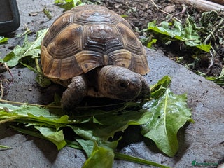 Tortoise reptiles Spur thighed tortoise - Advert 1