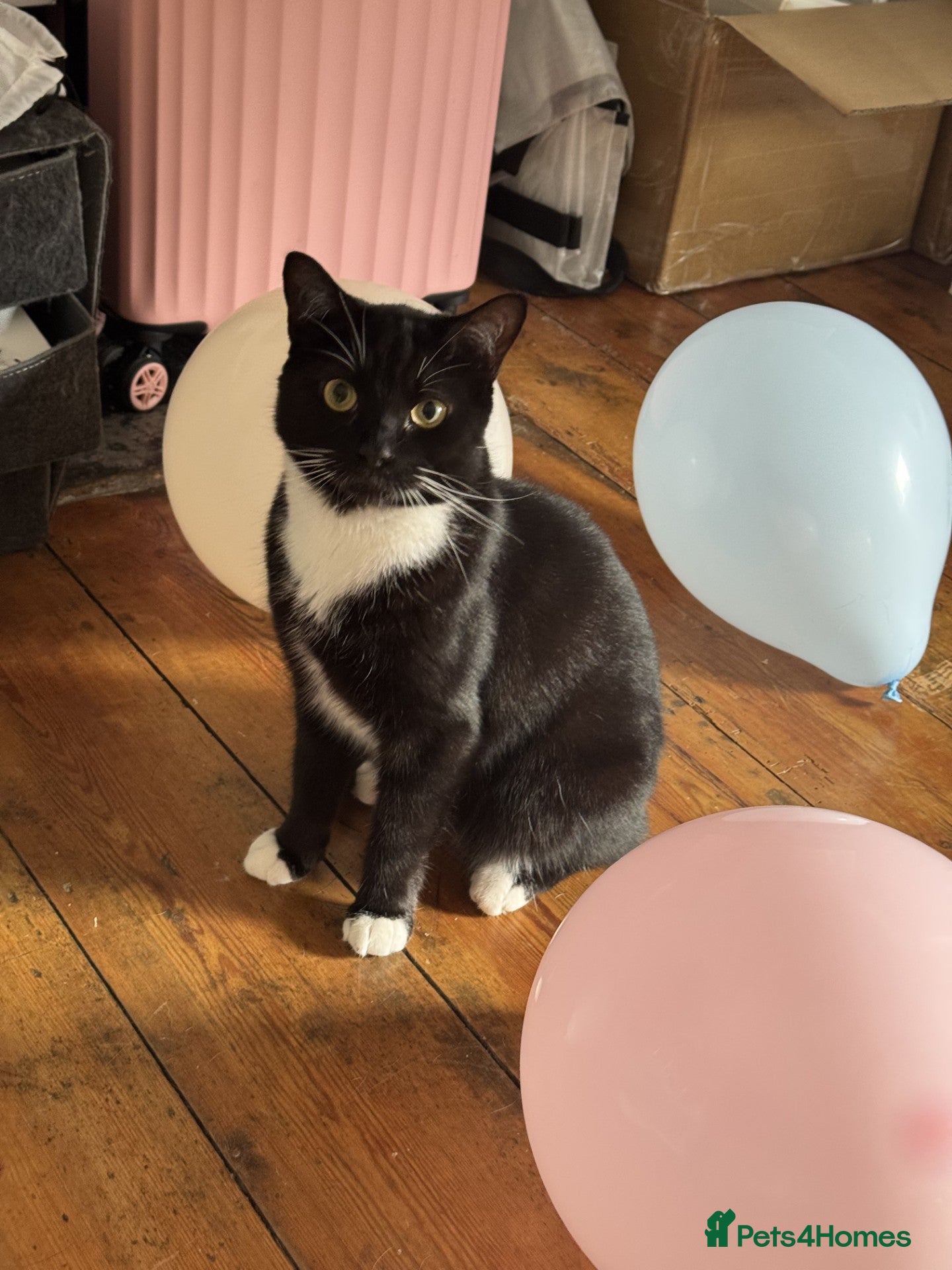 Domestic Shorthair cats Sweet Family of Three Cats Seeking a Caring Home - Advert 1