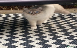 Ragdoll cats for sale: Handsome Male Ragdoll! - Advert 2