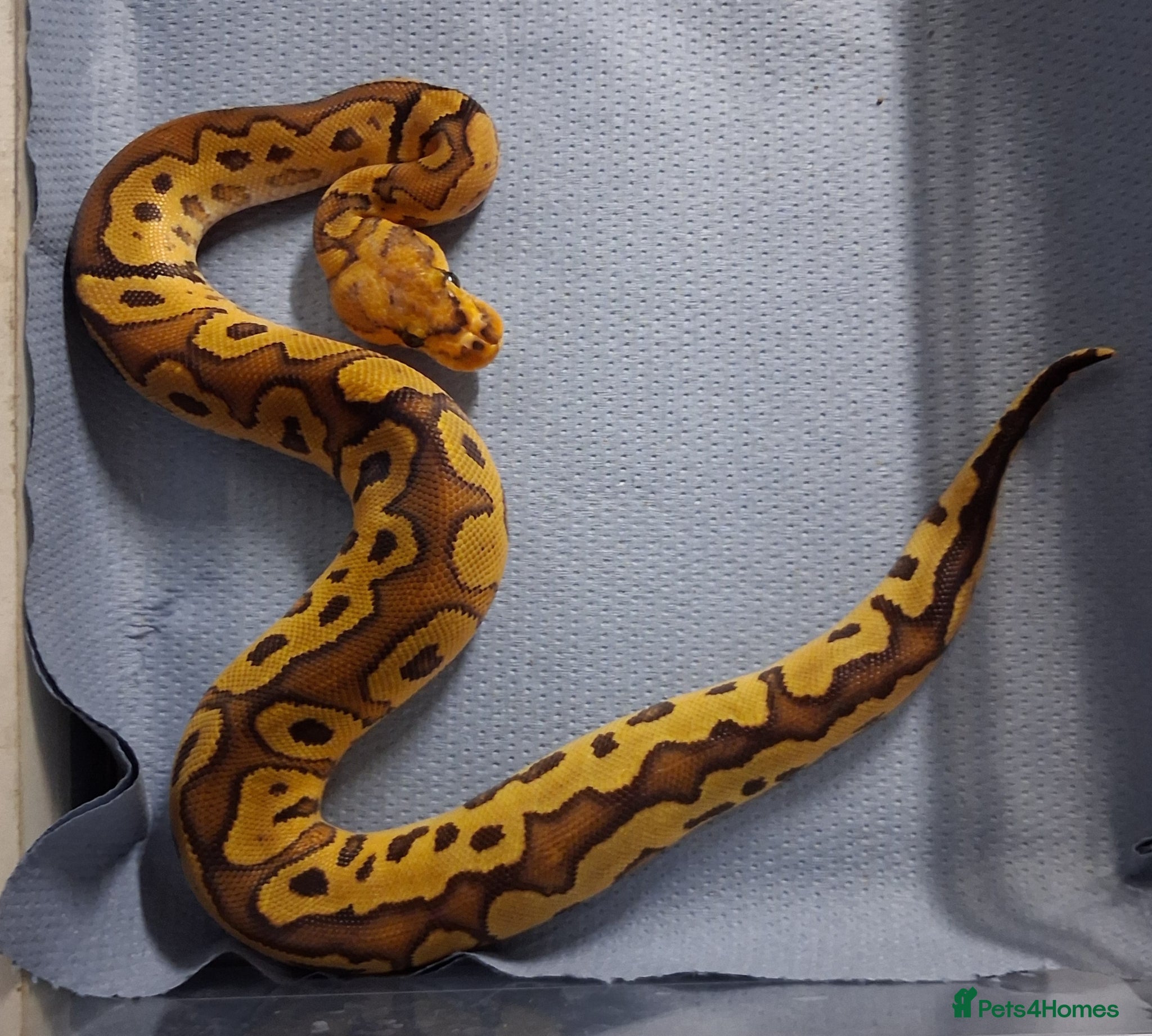 Python Snake reptiles Royal Pythons Males - Advert 1