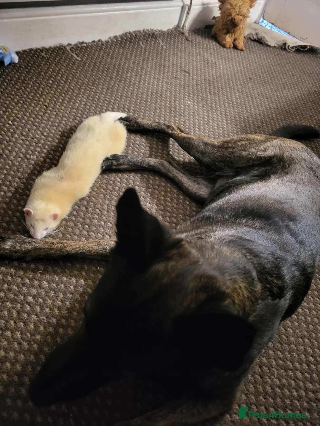 Ferret rodents for sale: 3 male ferrets - Advert 2